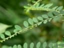 Phyllanthus fraternus
