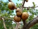 Vangueria infausta
