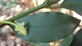 Garcinia intermedia