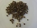 Abelmoschus moschatus
