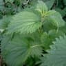 Urtica dioica
