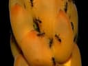 Senna alata