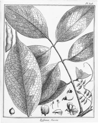 Deguelia utilis
