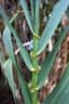 Arundo donax
