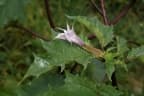 Datura stramonium