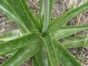Aloe buettneri