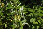 Lonicera japonica