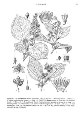 Styrax tonkinensis