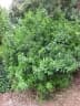 Strophanthus speciosus
