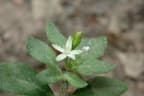 Glinus oppositifolius