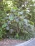 Ficus dammaropsis