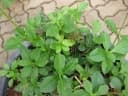 Talinum paniculatum