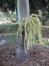 Dictyosperma album