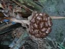 Nypa fruticans