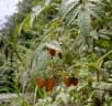 Rubus fraxinifolius