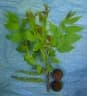 Juglans boliviana