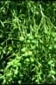 Eremocitrus glauca