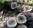 Myrocarpus frondosus