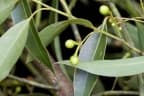 Litsea glaucescens