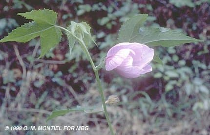 Hibiscus bifurcatus