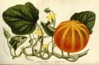 Cucumis melo dudaim