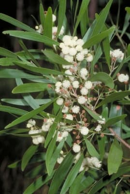 Acacia melanoxylon