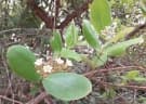 Psorospermum febrifugum