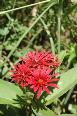 Linzia nigritiana