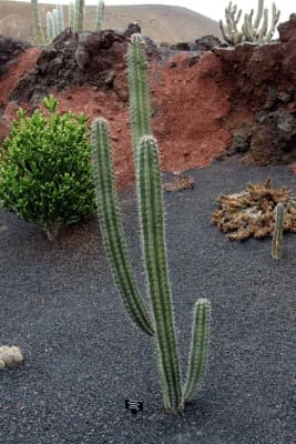 Stenocereus stellatus