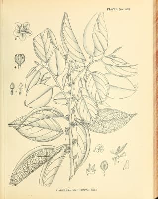 Casearia esculenta