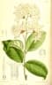 Ancylobothrys petersiana