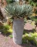 Dracaena cinnabari
