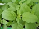 Ocimum tenuiflorum