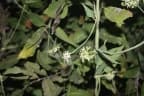 Leptadenia hastata