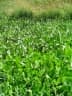 Sagittaria latifolia