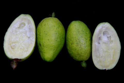 Psidium acutangulum