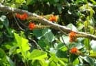 Erythrina edulis