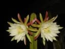 Cereus jamacaru