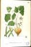 Pachyrhizus erosus