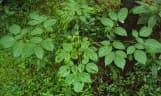 Oroxylum indicum
