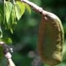 Hymenaea courbaril