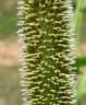 Cenchrus americanus