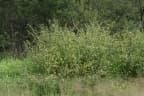 Sida rhombifolia
