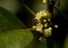 Clutia abyssinica
