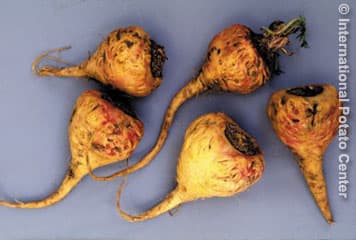 Lepidium meyenii