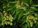 Litchi chinensis