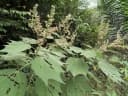 Triumfetta cordifolia