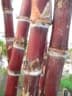 Saccharum sinense