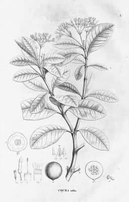 Couma utilis