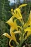 Canna indica